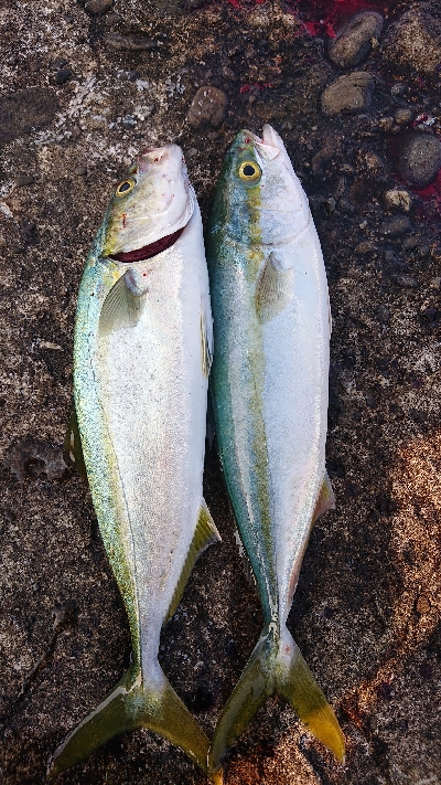 今日もツバス狙い。