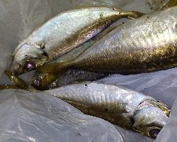 またしても不完全燃焼