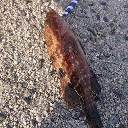 ライトショアジギング