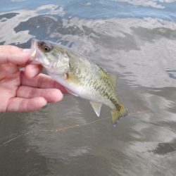 ウィードがまだ少ない