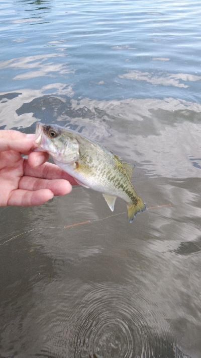 ウィードがまだ少ない