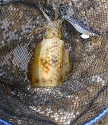 エギング釣行その４０