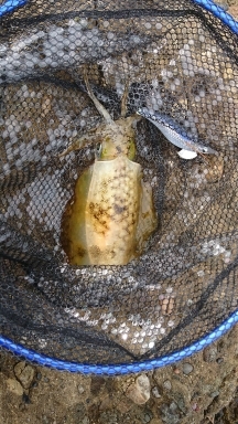 エギング釣行その４０