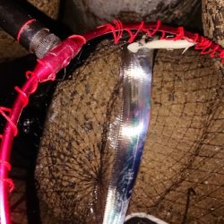 太刀魚から青物狙い