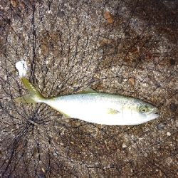 今年初ケンサキ