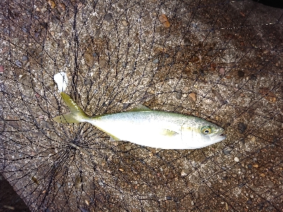 今年初ケンサキ