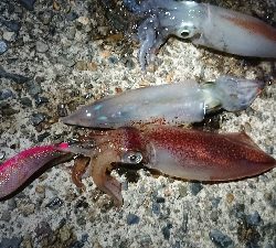 仕事終わりケンサキエギング