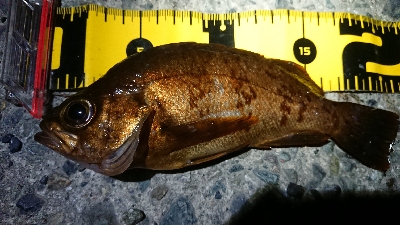 ちょこっとメバリング