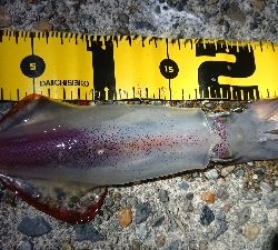 仕事終わりケンサキエギング