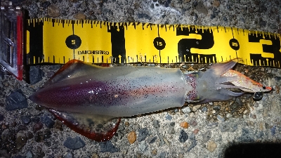 仕事終わりケンサキエギング