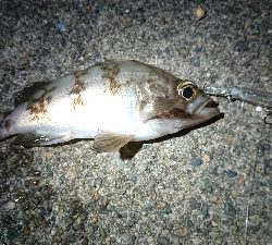 仕事終わりケンサキ狙い