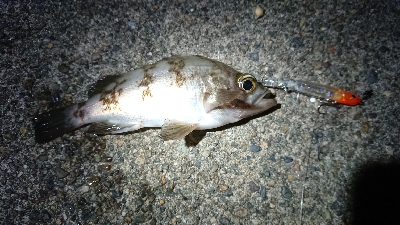 仕事終わりケンサキ狙い