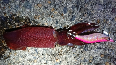 ケンサキエギング