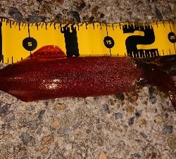 ケンサキエギング