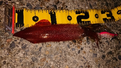 ケンサキエギング