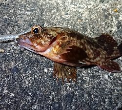 短時間メバリング