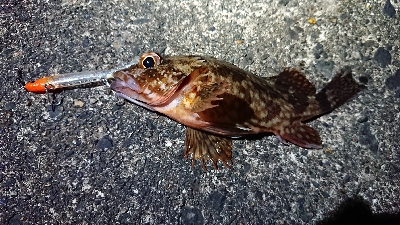 短時間メバリング