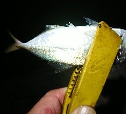 仕事終わりケンサキ調査