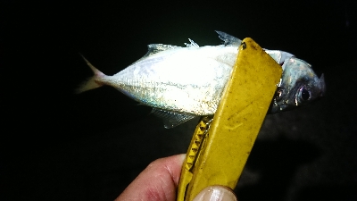 仕事終わりケンサキ調査