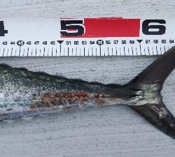 タチウオとサゴシ