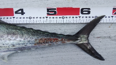 タチウオとサゴシ