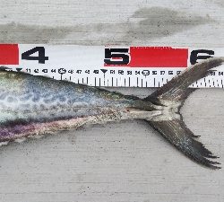 サゴシとタチウオ