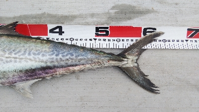 サゴシとタチウオ