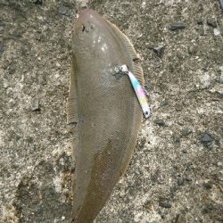 そろそろマゴチ本格化か?