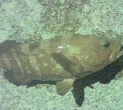 アキジハタが沢山