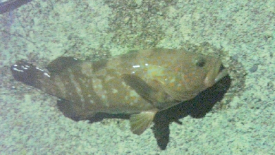 アキジハタが沢山