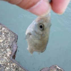 アジングのはずが