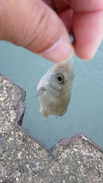 アジングのはずが