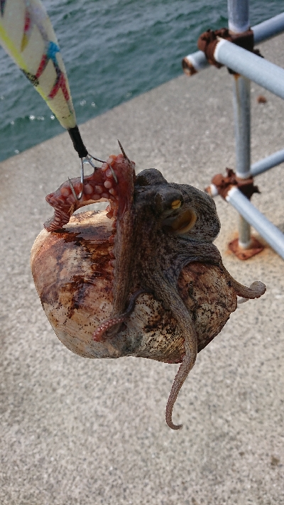 釣り部  釣行記  33