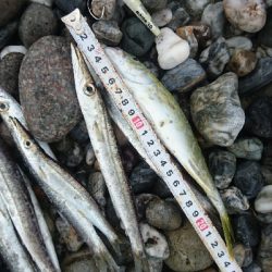 仁淀川河口周辺ライトショアジギング