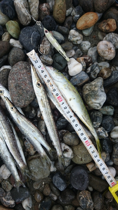 仁淀川河口周辺ライトショアジギング