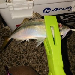 楽しいアジング