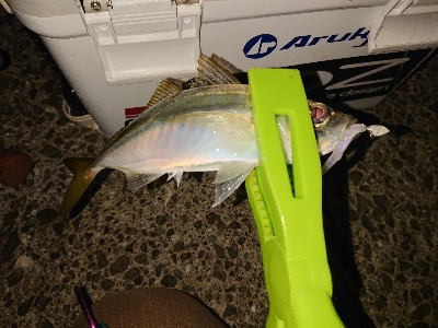 楽しいアジング