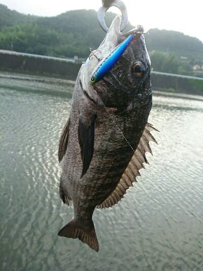 今朝の釣果