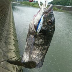 今日の釣果