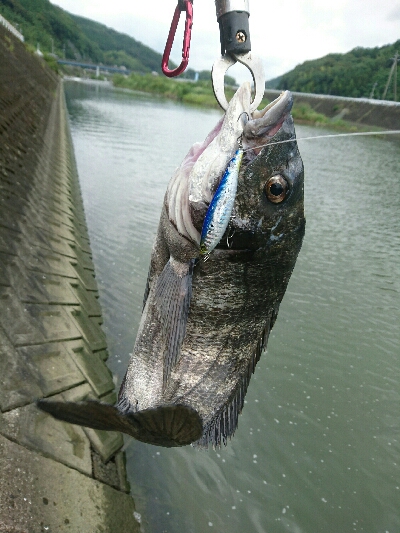 今日の釣果