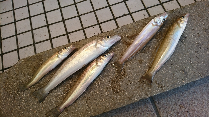 良型キス＆ヒラメ狙いました♪