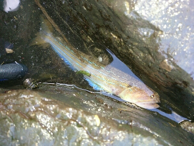 フラットフィッシュ狙いでしたがエソ祭り