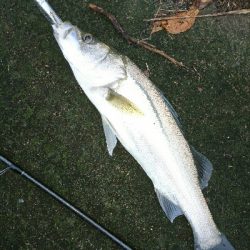 朝マズメ、トップシーバスゲーム❗キャッチ&リリース