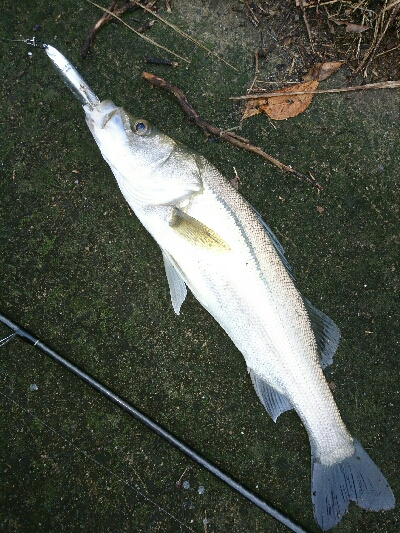 朝マズメ、トップシーバスゲーム❗キャッチ&リリース