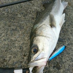 トップで20分、10バイト以上、2本ゲット！