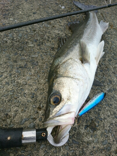 トップで20分、10バイト以上、2本ゲット！