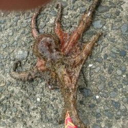 夏本番❗タコ調査で二匹ゲット!!