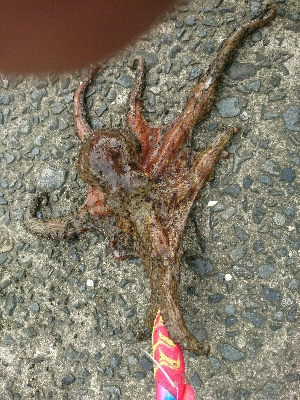 夏本番❗タコ調査で二匹ゲット！！