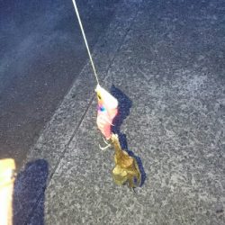 タコ調査2回目❗❗