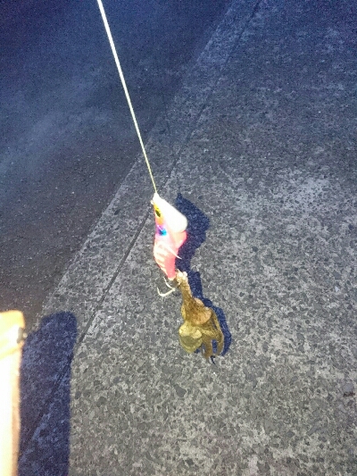 タコ調査２回目❗❗